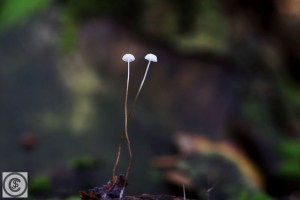 kleine beukenbladmycena